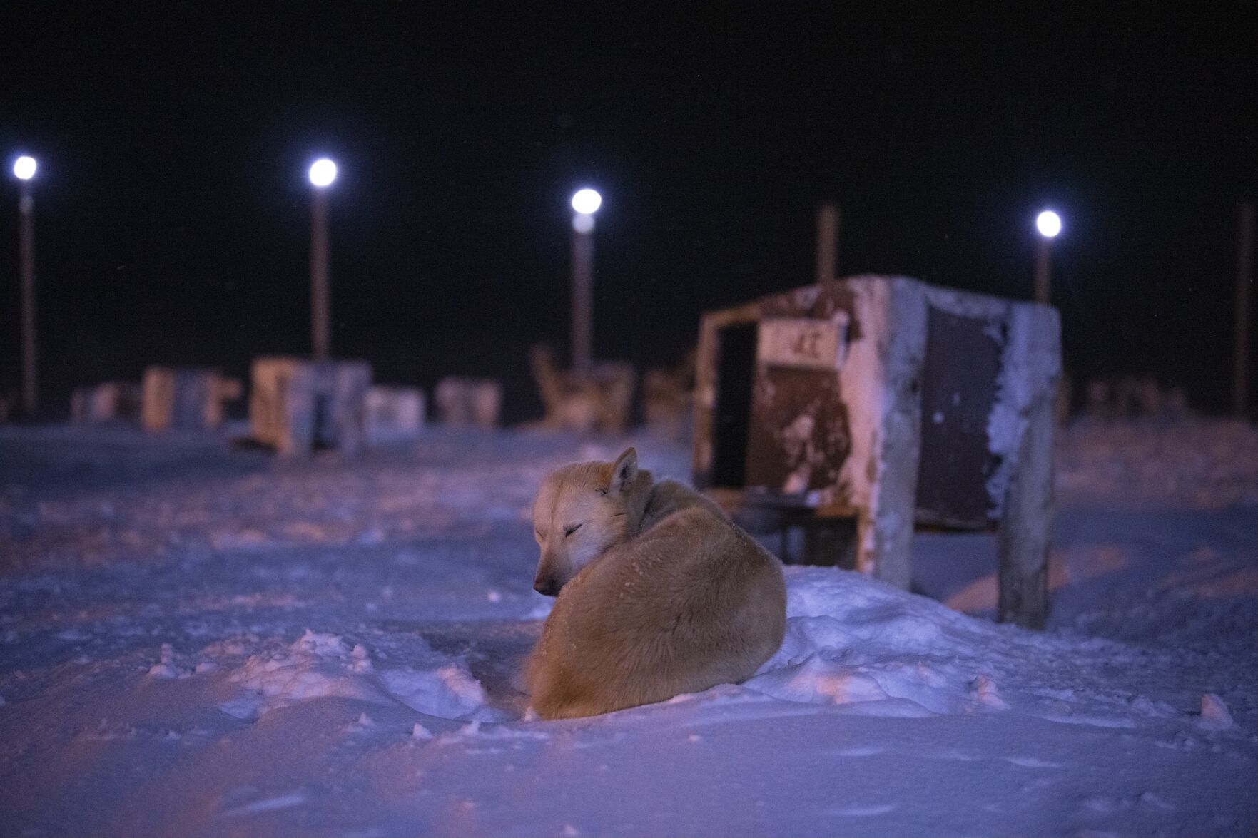 Norwegian Arctic Dog Sledding